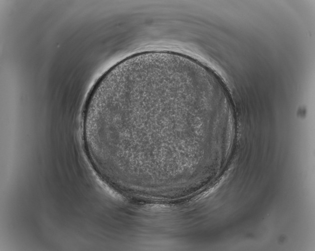 X0000096981517200802291133