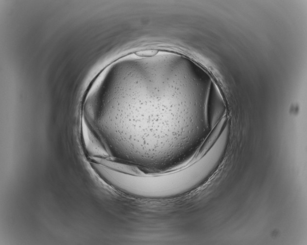 X0000096981520200802291133