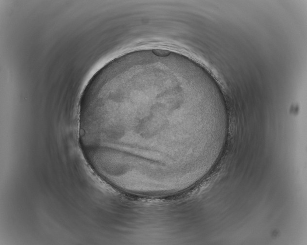 X0000096981522200802291133