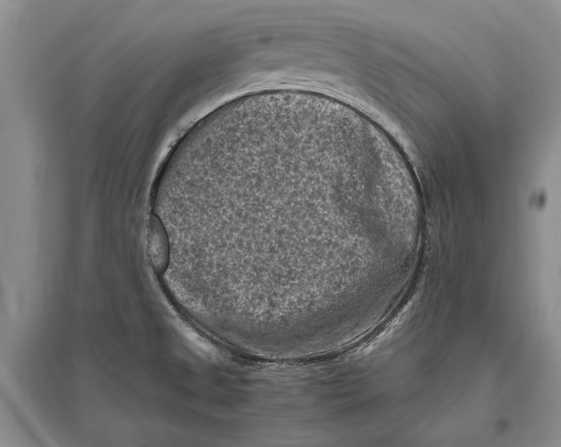 X0000096981525200802291133