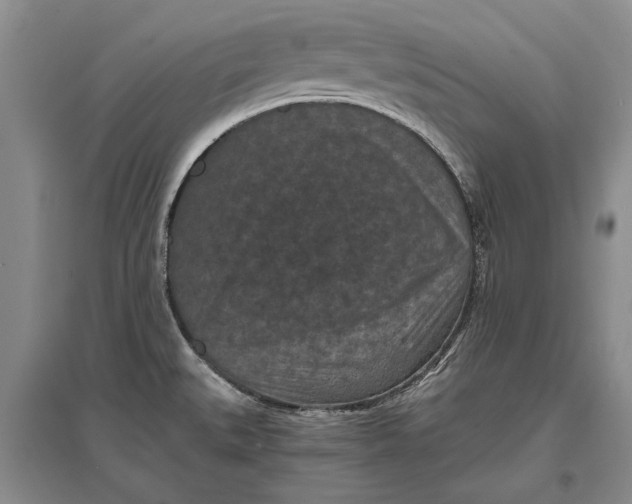 X0000096981527200802291133