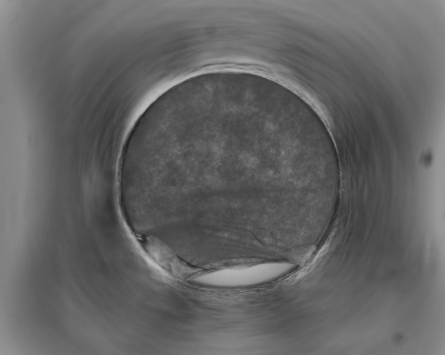 X0000096981533200802291133