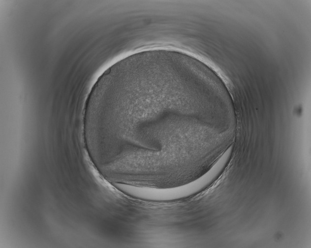 X0000096981534200802291133