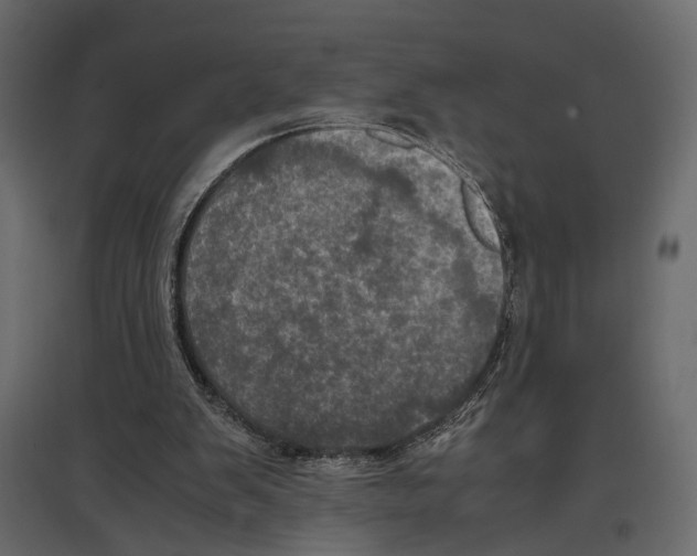 X0000096980103200803071039