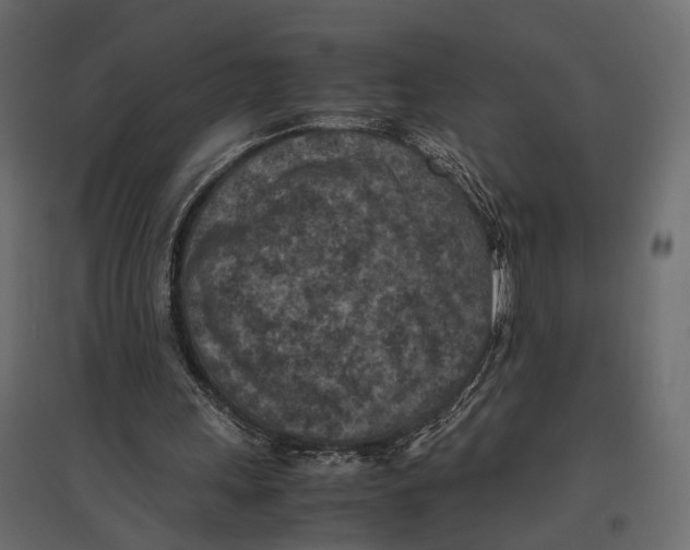 X0000096980243200803071036