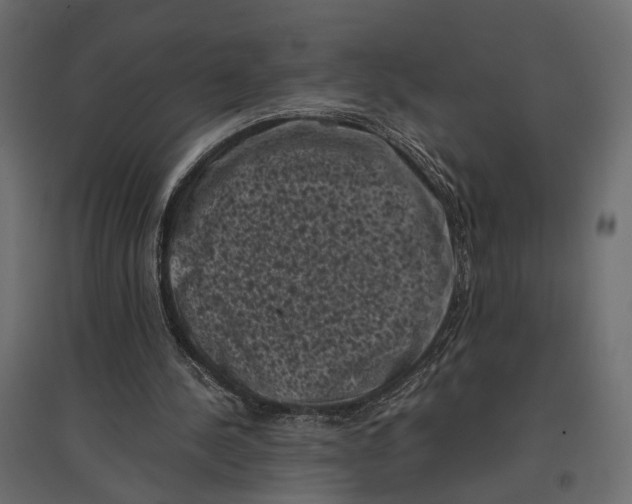 X0000096980244200803071036