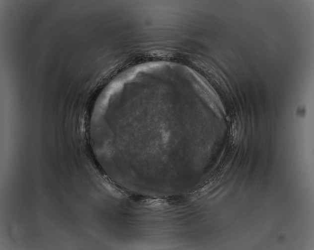 X0000096980424200803071034