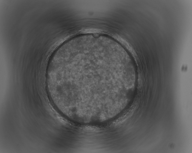 X0000096980529200803071032