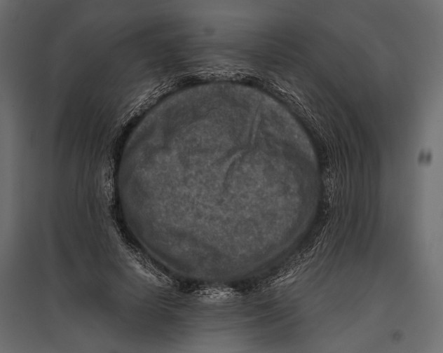 X0000096980642200803071030