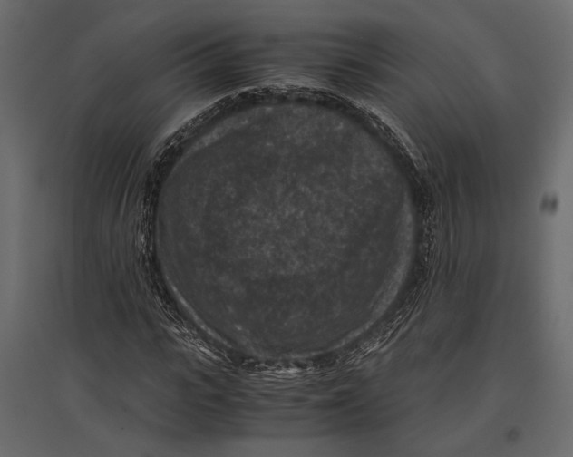 X0000096980919200803071026