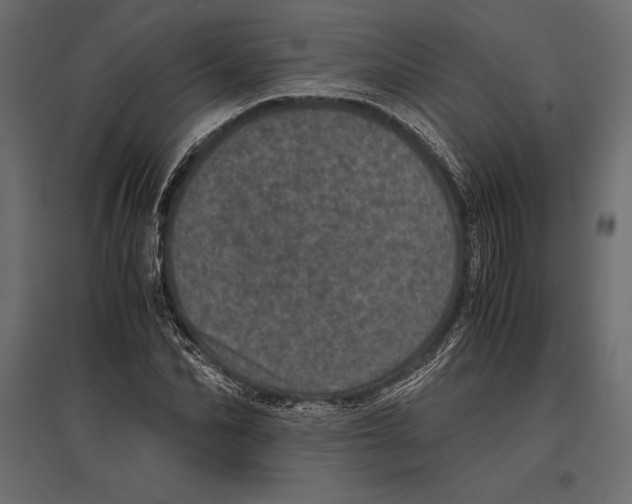 X0000096980974200803071025