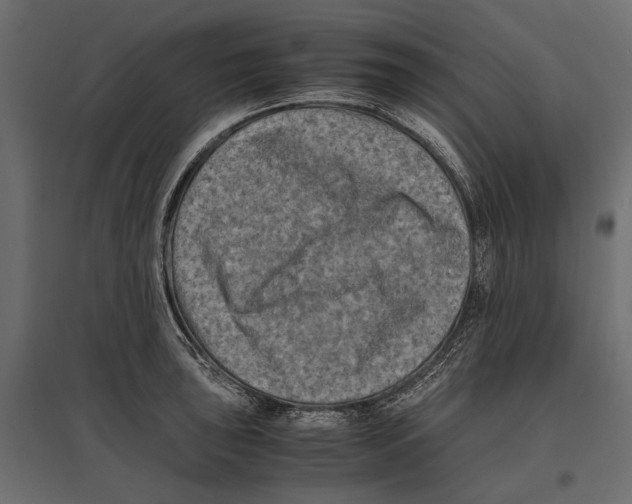 X0000096981043200803071025