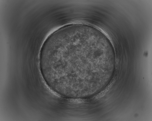 X0000096981045200803071025