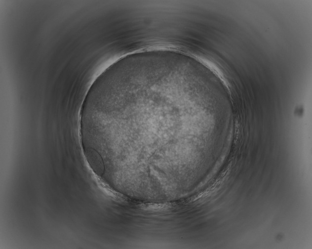 X0000096981047200803071025