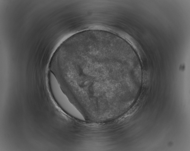 X0000096981048200803071025