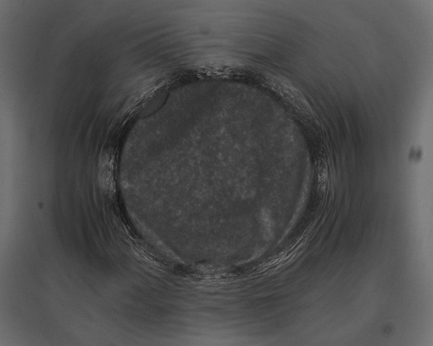 X0000096981060200803071024