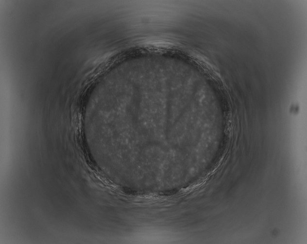 X0000096981061200803071024