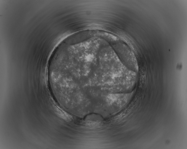 X0000096981076200803071024