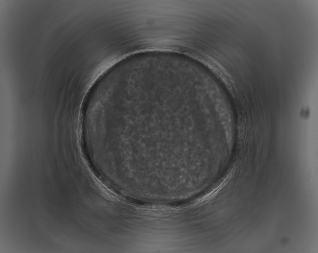 X0000096981077200803071024