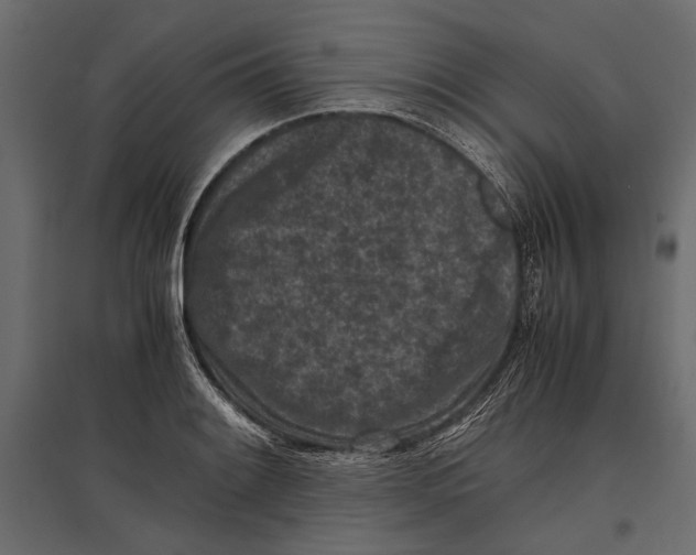 X0000096981084200803071024