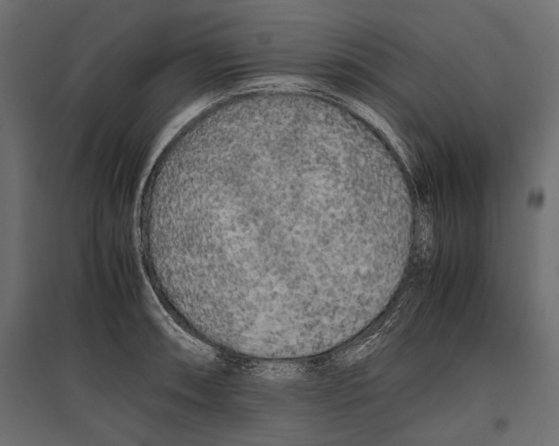 X0000096981090200803071024