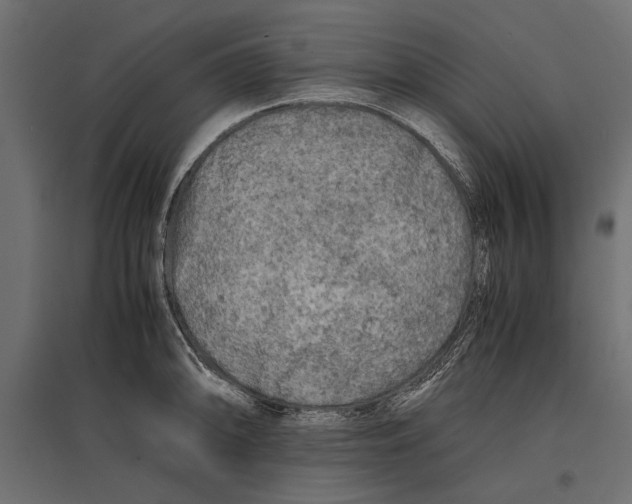 X0000096981094200803071024