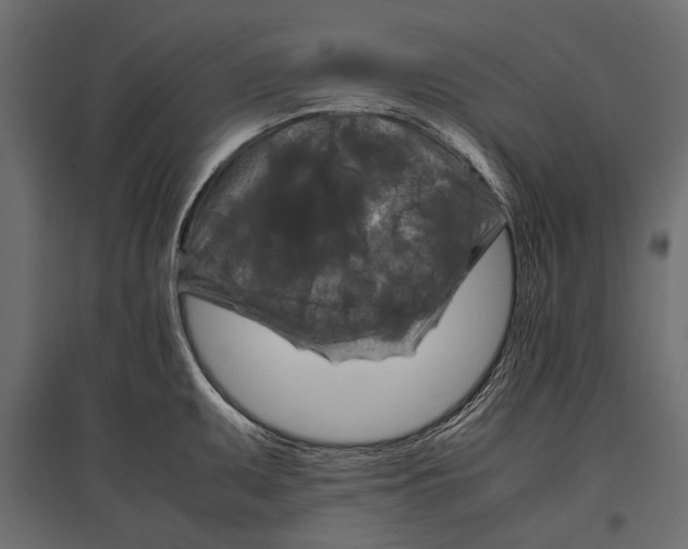 X0000096981095200803071024