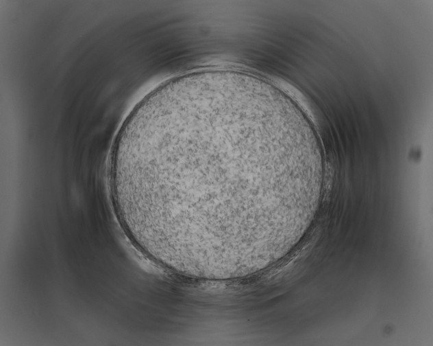 X0000096981098200803071024