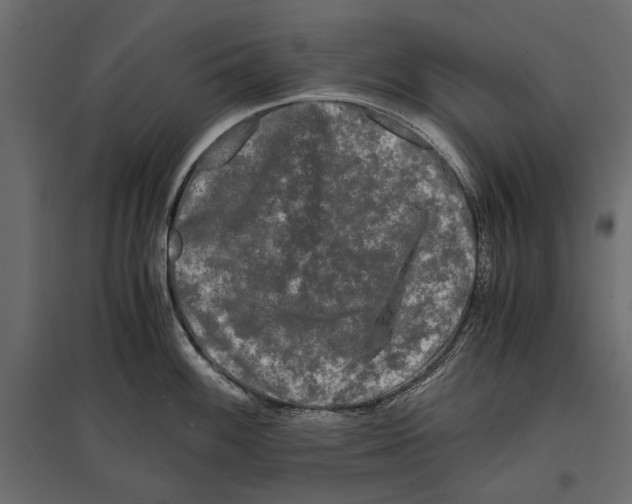 X0000096981100200803071024