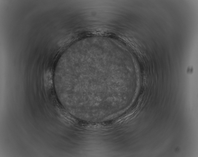 X0000096981106200803071023