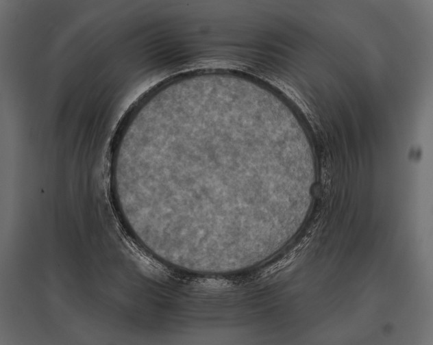 X0000096981119200803071023