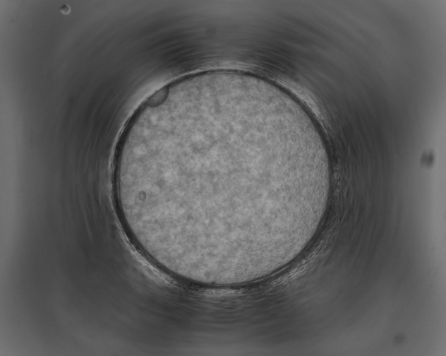 X0000096981135200803071023