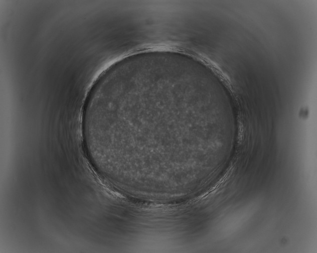 X0000096981174200803071022