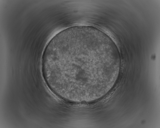 X0000096981187200803071022