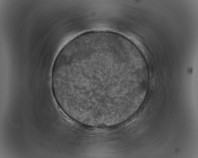 X0000096981191200803071022