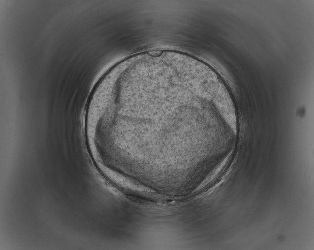 X0000096981198200803071022