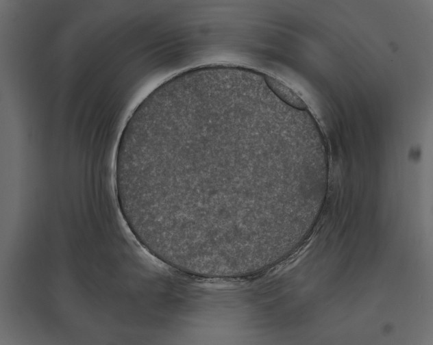 X0000096981199200803071022