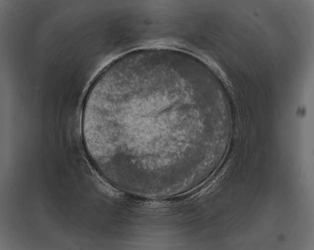 X0000096981224200803071022