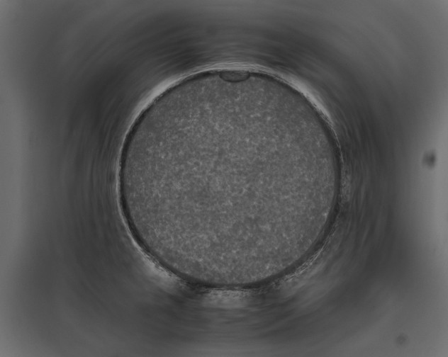 X0000096981237200803071022