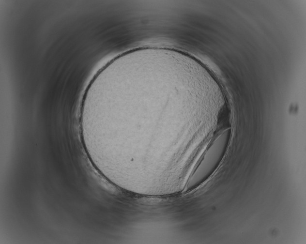 X0000096981248200803071022