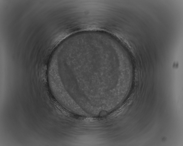 X0000096981265200803071021