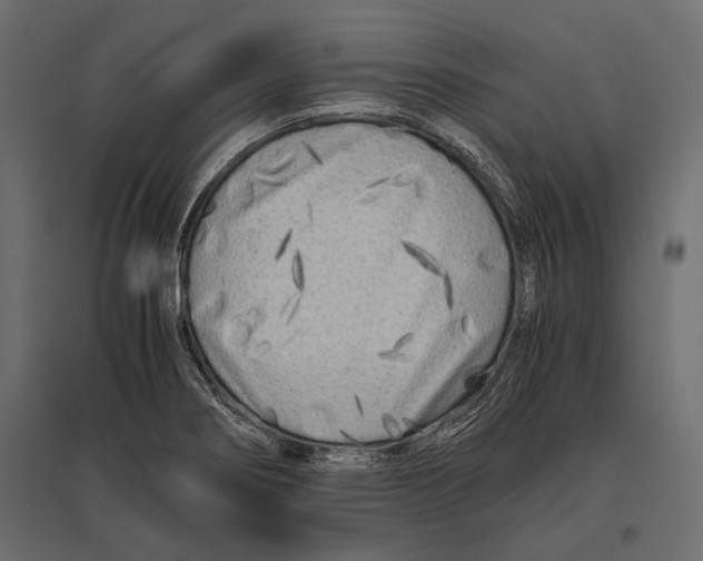 X0000096981274200803071021