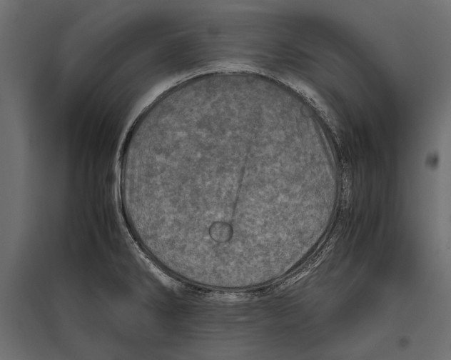 X0000096981286200803071021