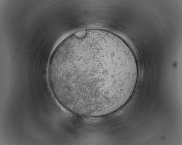 X0000096981294200803071021
