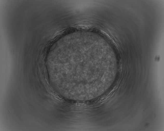 X0000096981297200803071020