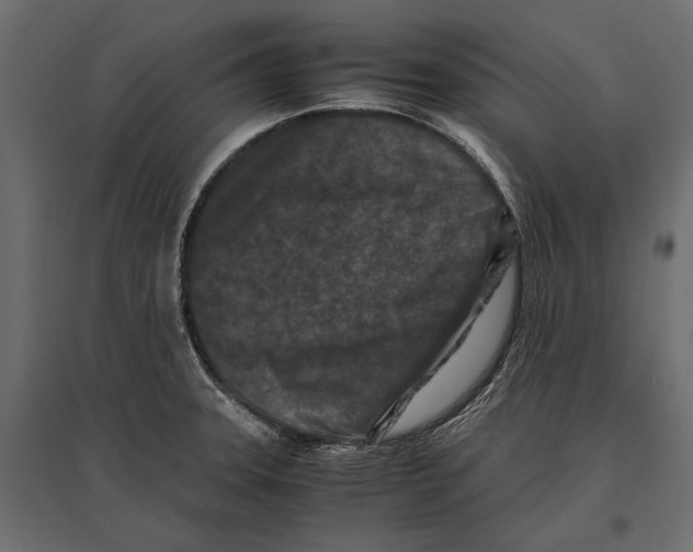 X0000096981331200803071020