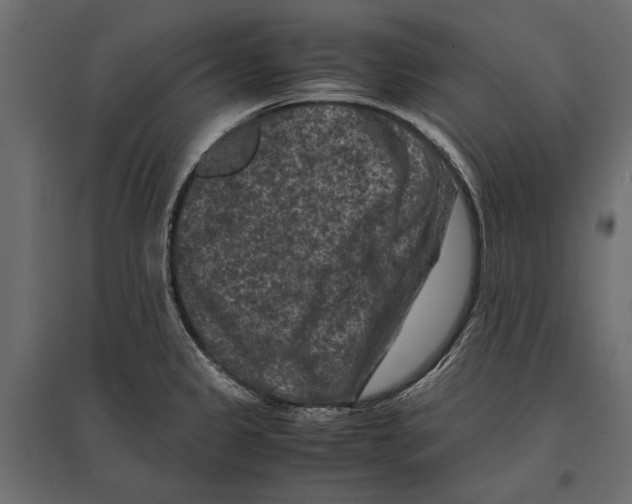 X0000096981333200803071020