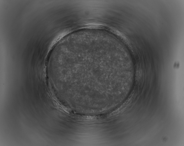 X0000096981362200803071020