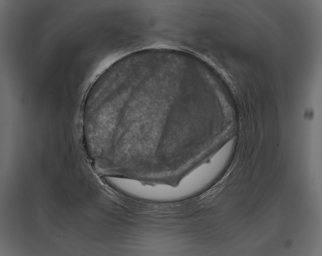 X0000096981367200803071020