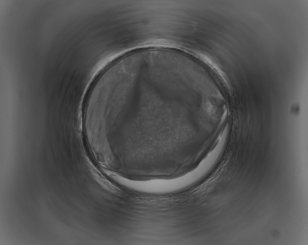 X0000096981372200803071020